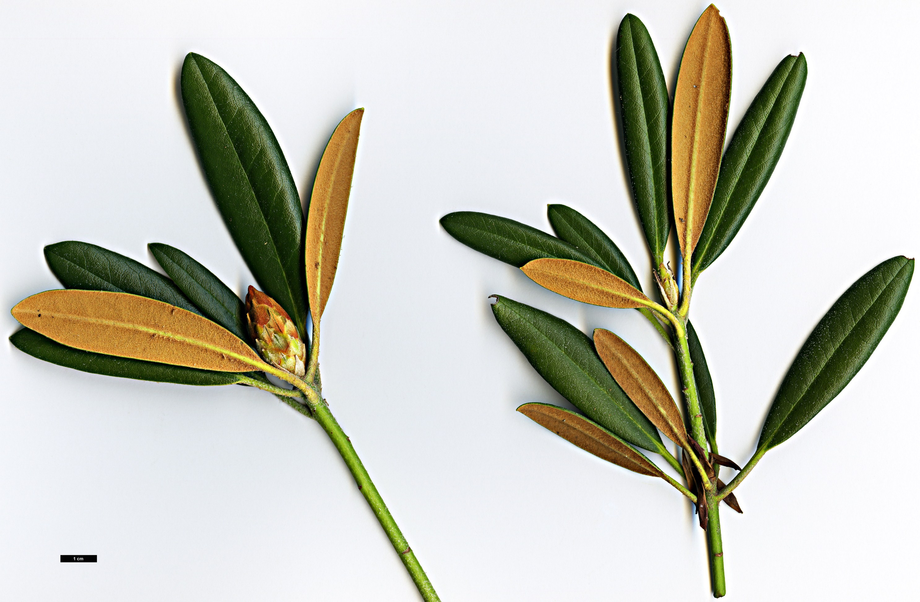 High resolution image: Family: Ericaceae - Genus: Rhododendron - Taxon: degronianum - SpeciesSub: subsp. degronianum